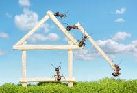 Common Pest Problems In Spring and Summer - How To Prevent Them!