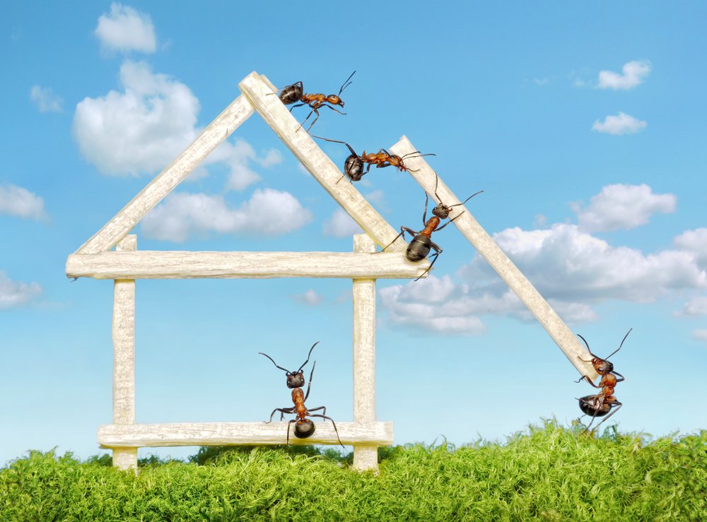 Common Pest Problems In Spring and Summer - How To Prevent Them!