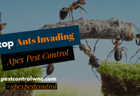 Ants That Invade in Spring