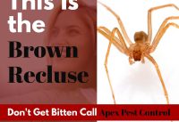 How To Get Rid Of Brown Recluse Spiders