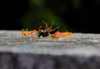 What Attracts Ants?
