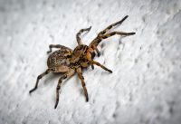 Spider Control - How To Prepare for Winter