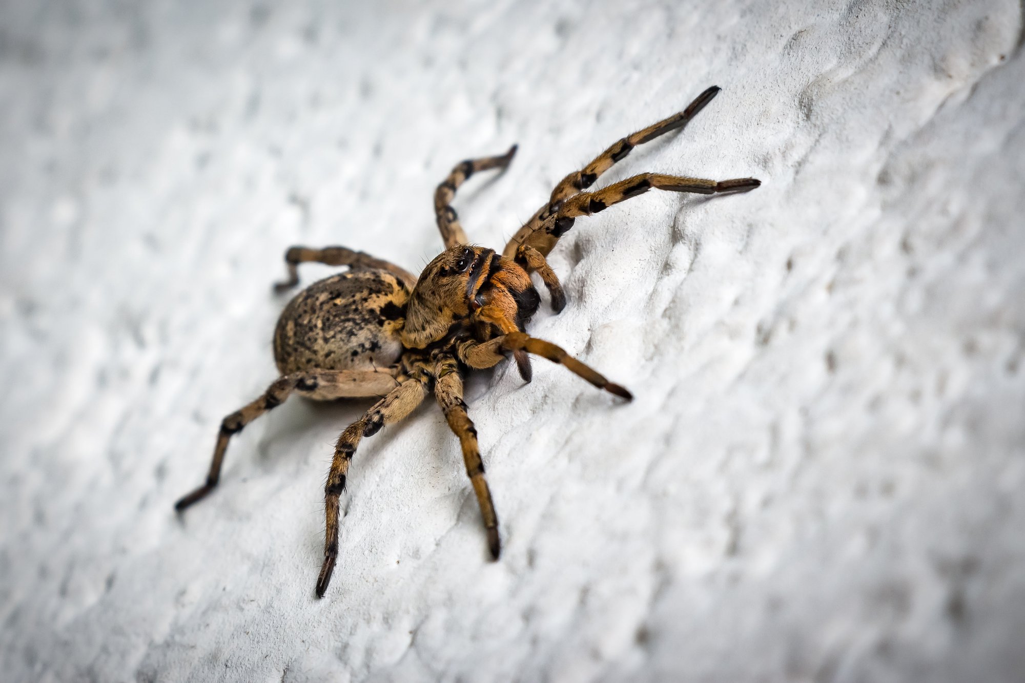 Spider Control - How To Prepare for Winter