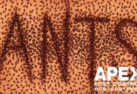 Avoid Pest Infestations With These Simple Prevention Tips