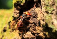 Murder Hornets Are Here and They Kill For Fun