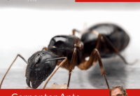 Should I Be Worried About Carpenter Ants?