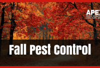 Fall Pest Control: Expert Pest Prevention Tips