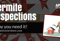 Why You Need A Termite Inspection and Renewal