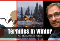 Are Termites Active In Winter