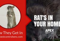How Rats Get Into Your Home