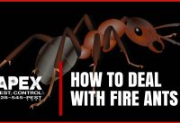 How To Avoid Fire Ants In Your Home And Garden