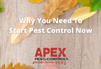 These Fall Pests Can Still Be A Problem