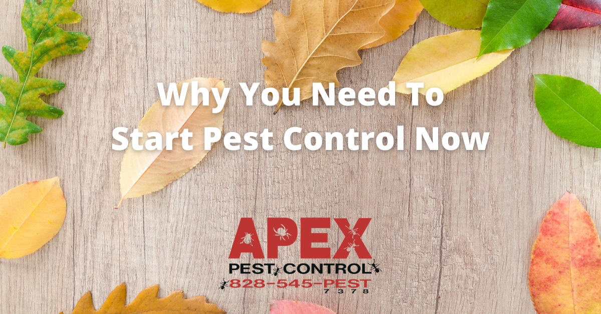 These Fall Pests Can Still Be A Problem