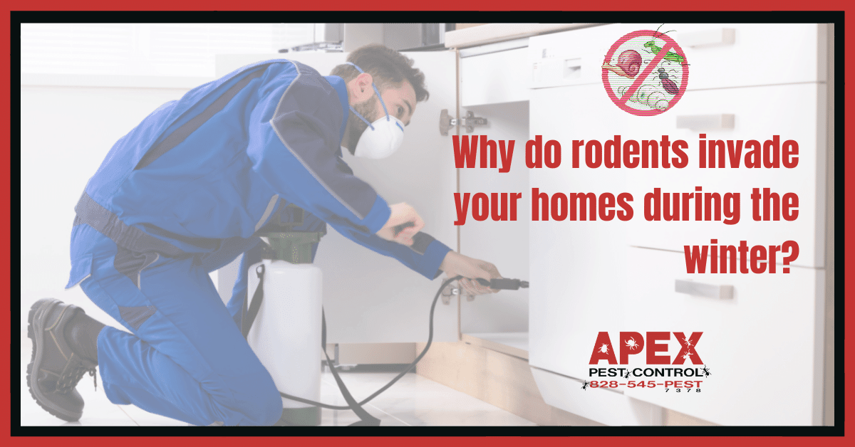 Why do rodents invade your homes during the winters?