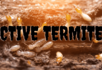 emergency termite services