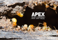 Why You Need To Be Aware Of Wood Damaging Pests In Your Crawl Space