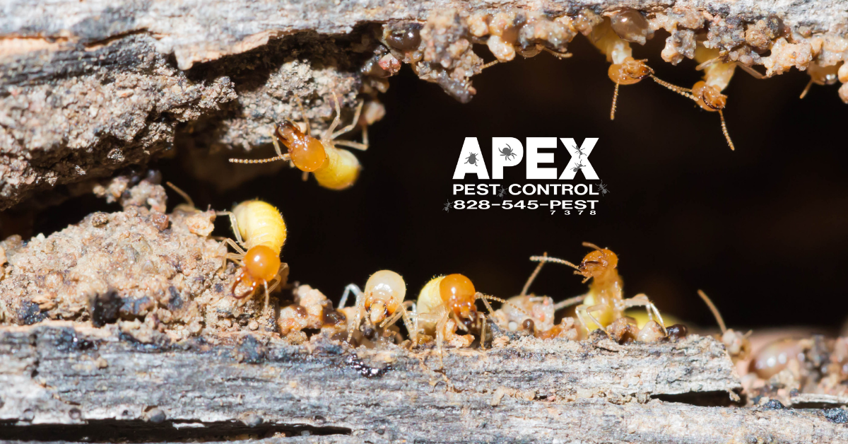Why You Need To Be Aware Of Wood Damaging Pests In Your Crawl Space