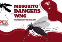mosquito dangers