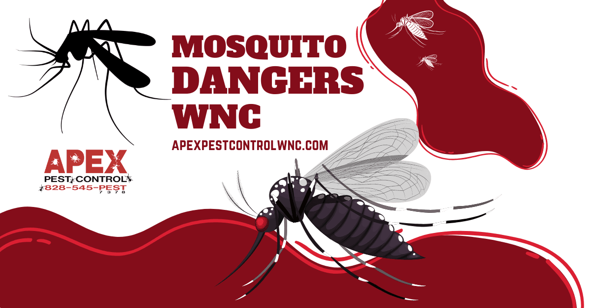 mosquito dangers