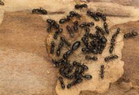 How To Spot A Carpenter Ant Infestation cover
