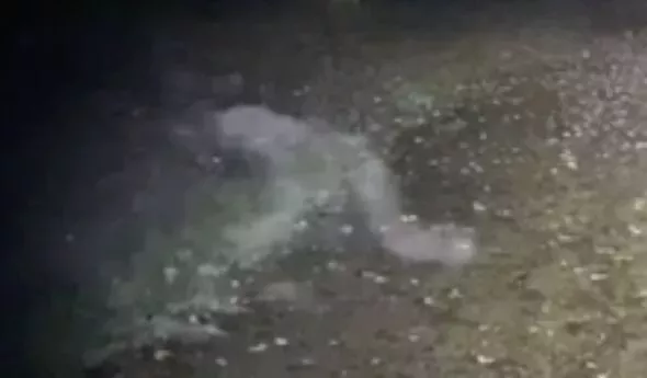 Spirit or Spoof? Demon Caught On Camera at Clumber Park cover