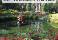 How To Maintain Your Pond cover