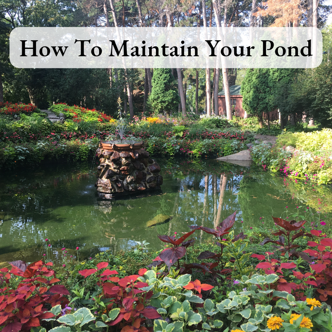 How To Maintain Your Pond cover