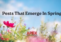 Spring Pests - The Top 8 Pests that Emerge at Springtime cover