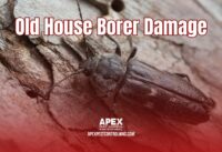Old House Borer Damage cover