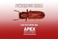 Powder Post Beetles Can Destroy Your Property cover