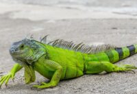 Invasive Iguanas Wreak Havoc On Florida's Ecosystem cover