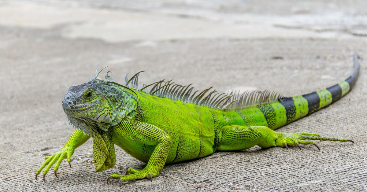 Invasive Iguanas Wreak Havoc On Florida's Ecosystem cover