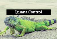 Iguana Control: Protect Your Property and the Ecosystem with Professional Pest Control cover