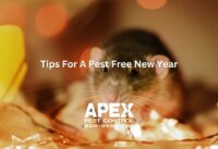 new year pest infestations