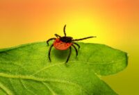 Ticks Research in North Carolina: Citizen Participation Study cover