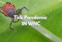 A Potential Tick Pandemic for North Carolina cover