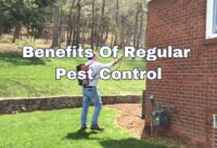 Top 5 Benefits Of Regular Pest Control cover