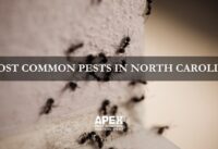 Most Common Pests in North Carolina cover