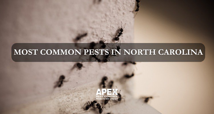 Most Common Pests in North Carolina cover
