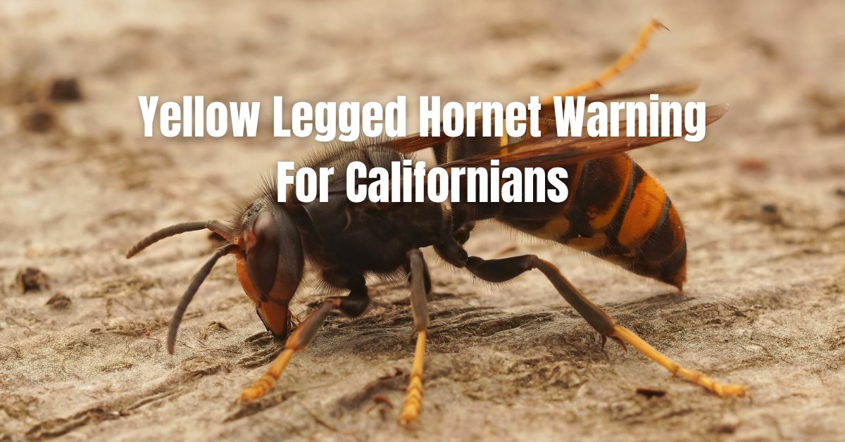 Yellow-Legged Hornets: A Growing Concern for California cover