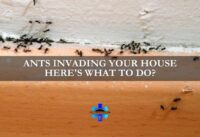 Ants Invading Your House - Here's What To Do? cover