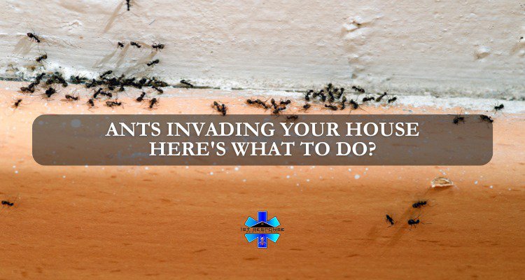 Ants Invading Your House - Here's What To Do? cover