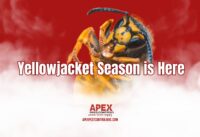 Yellow Jacket Season is Here cover