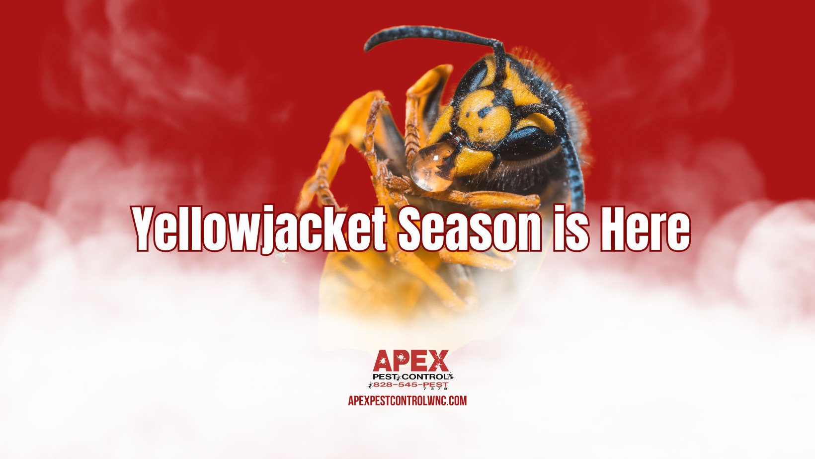Yellow Jacket Season is Here cover