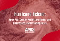 Dealing with Pest Problems After Storms cover