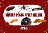 winter pests