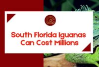 South Florida Iguanas Can Cost Millions cover