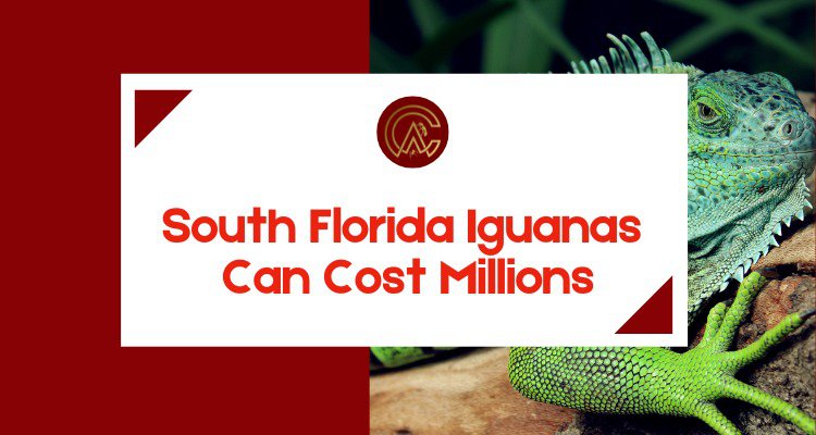 South Florida Iguanas Can Cost Millions cover
