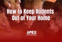 How to Keep Rodents Out of Your Home In Western North Carolina cover