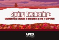 Spring Awakening: Common Pests Emerging in Western NC & How to Stop Them cover